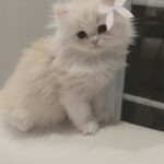 تسويق ملابس بأرخص الاسعار 1