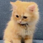حالات طوارئ بنات فقط 1