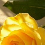 مشروع بدون اي دفع مسبق 1
