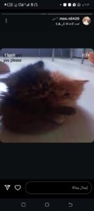 سوالف بنات وشباب   1