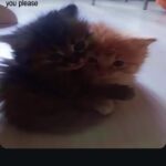 سوالف بنات وشباب   1
