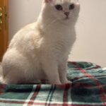 محبي القطط في ألمانيا وحول العالم cat lovers 2