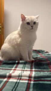 محبي القطط في ألمانيا وحول العالم cat lovers 2