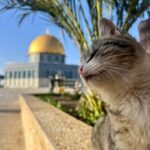 قناديل الرحمة 1