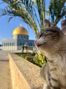 قناديل الرحمة 1