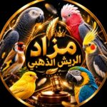 قروب مزادات طيور