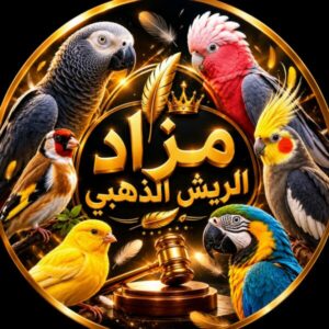 قروب مزادات طيور
