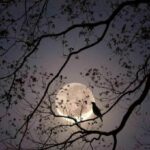 صحبه صالحه
