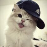 STICKERS A