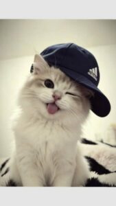 STICKERS A